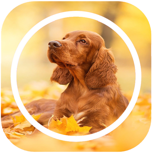 Animals Ringtones Sounds icon