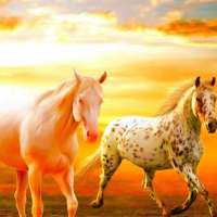 خيول المجد العربي on 9Apps