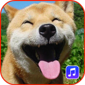 Animal Sounds Ringtones icon