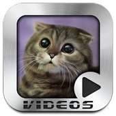 Funny Cats Video Collection