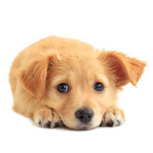 Dogs Wallpapers icon