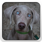 Weimaraner Theme - Nova/ADW/GO icon
