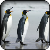 Penguin wallpapers icon