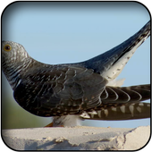 Cuckoo Wallpapers icon
