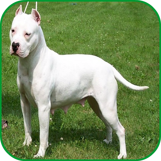 Pitbull Images أيقونة