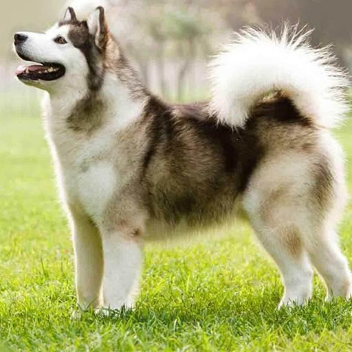 Siberian Husky Dog Wallpapers icon