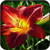 Gladiolus wallpapers icon