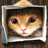 Find spot missing cat icon