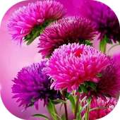 Imágenes de flores hermosas on 9Apps