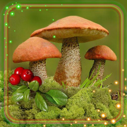 Mushrooms Forest Live Wallpaper icon