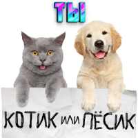 Тест какой ты котик или пёсик. Твой питомец