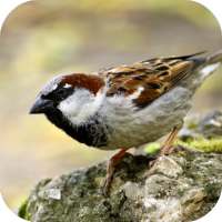 Sparrow Sounds on 9Apps