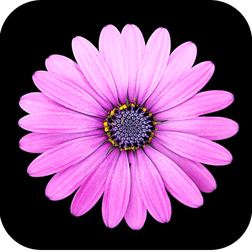 Beautiful Flower Wallpaper HD icon