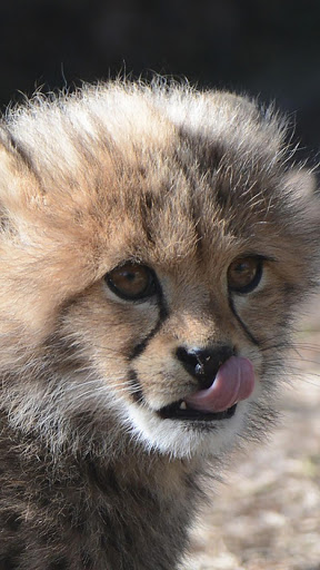 Cheetah Wallpapers : backgrounds hd screenshot 4