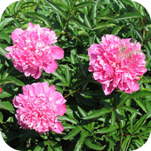 Pion Wallpapers أيقونة