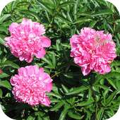 Pion Wallpapers on 9Apps