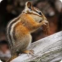 Chipmunk Sounds Ringtones