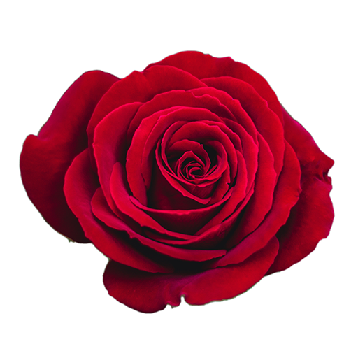 WAStickerApps - Flower Collections for WhatsApp icon