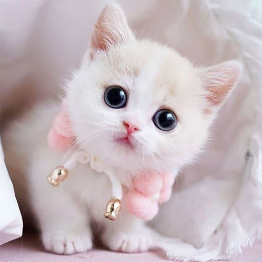 Cute Kitten Wallpaper icon