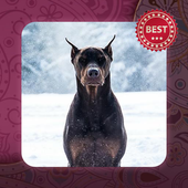 Doberman Pinscher Dogs Wallpaper icon