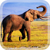 Elephants Live Wallpaper icon