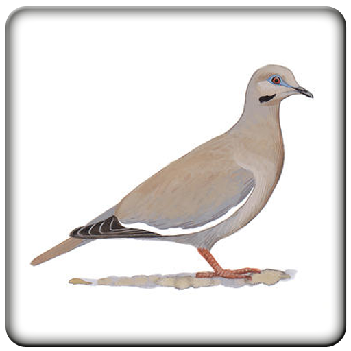 Sounds Dove icon