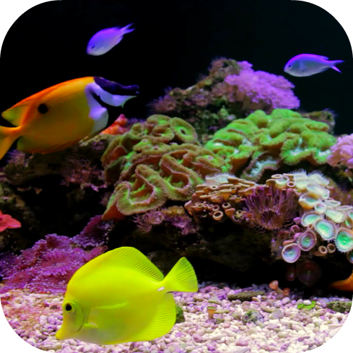 Coral Reef Aquarium Video FREE icon