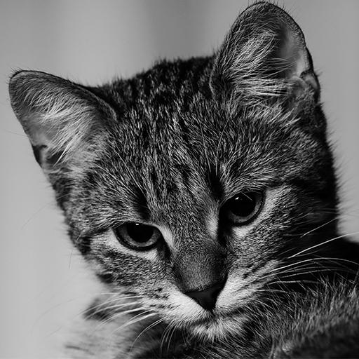 Cute Cat Wallpapers icon