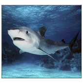 Shark Live Wallpaper icon