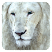 White Lion Wallpaper أيقونة