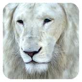 White Lion Wallpaper on 9Apps