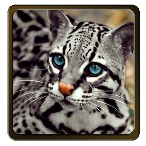 Animal Ringtones icon