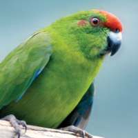 Norfolk Island Birds