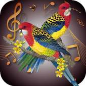 Bird Ringtones on 9Apps