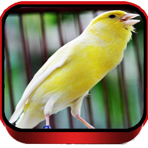 TERAPI KENARI F1 MASTER icon