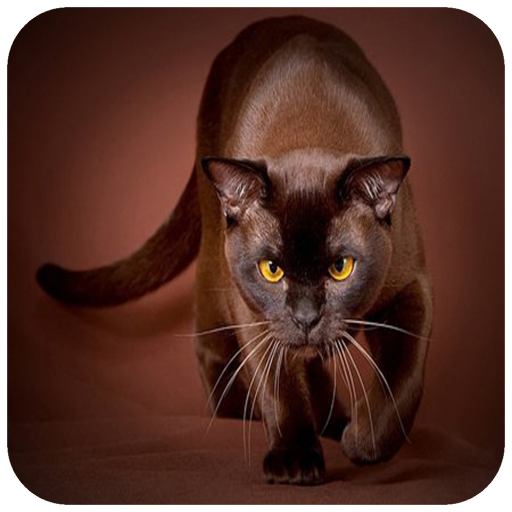 Brown Wallpaper icon