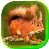 Squirrels Gallery icon