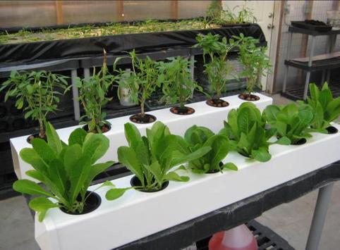 the idea of ​​hydroponic farming screenshot 4