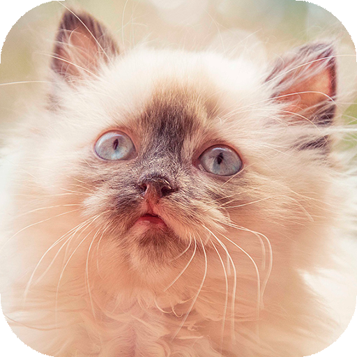 Cute Cats Live Wallpaper (backgrounds &amp; themes) icon