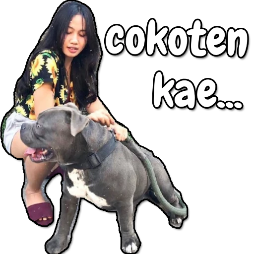 Perang Gambar Stiker WhatsApp - WaStickersApp icon