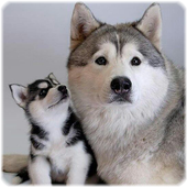 Dog Jigsaw Puzzles icon