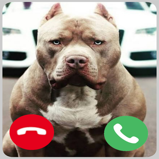 Pitbull Dog Call! Fake Video Call icon