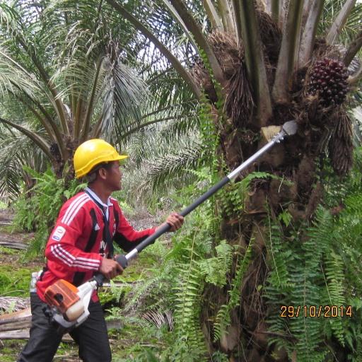 OIL PALM CALCULATOR icon