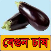 বেগুন চাষের পদ্ধতি - Brinjal Vegetable Cultivation on 9Apps