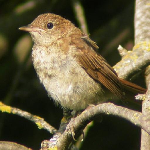 A cantar rouxinol icon