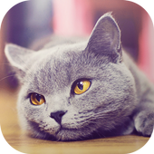Cats Wallpapers 2017 icon