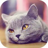 Cats Wallpapers 2017