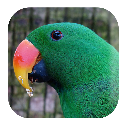 Parrot Sounds icon