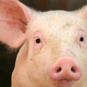 pink pig wallpapers icon