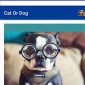Cat Or Dog icon